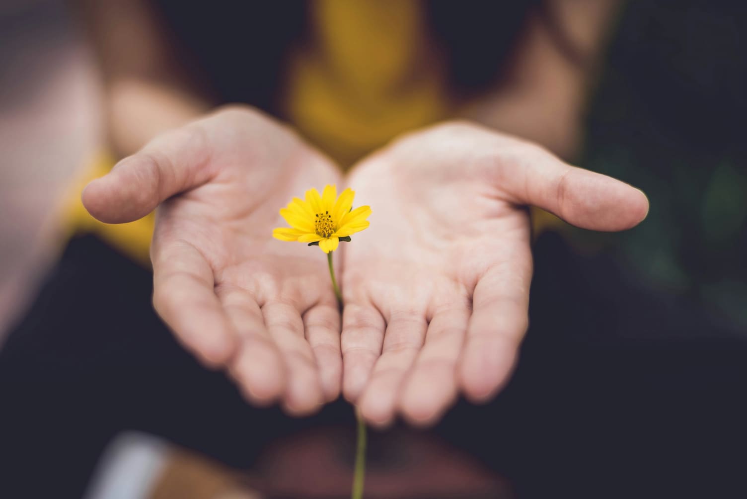 Hands offering yellow flower symbolizing hope and giving to global missions and charitable causes